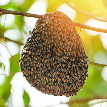 Close-up of a large beehive hanging from a tree branch.