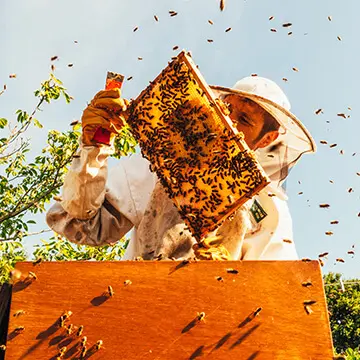 Beekeeper holding a hive box panel covered with honeycomb and bees.