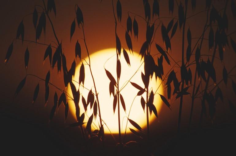 Cherrios Supporting our Oat Farmers