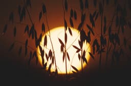 Cherrios Supporting our Oat Farmers