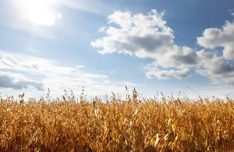 Oats Farm