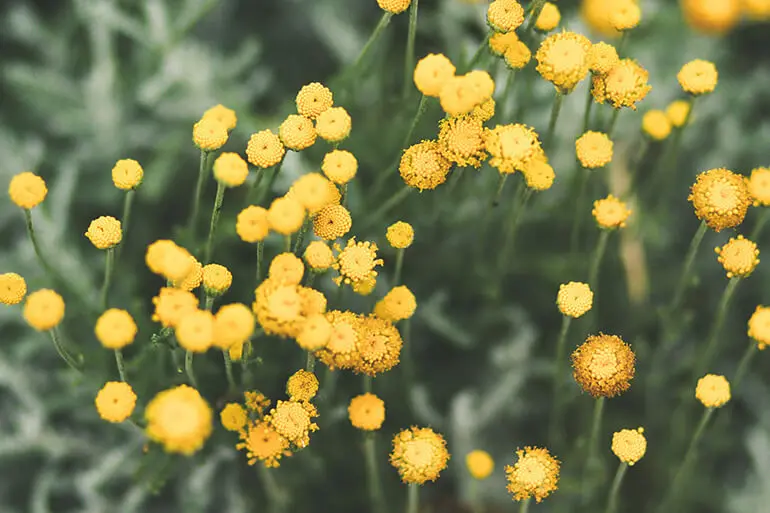 Close up of yellow flowers