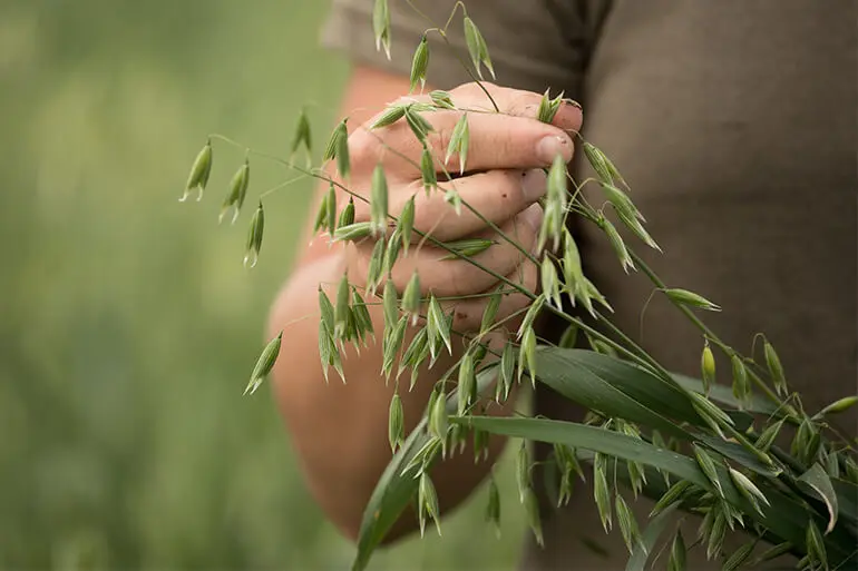 A hand from a farmer inspecting high-quality oats on a green plant.