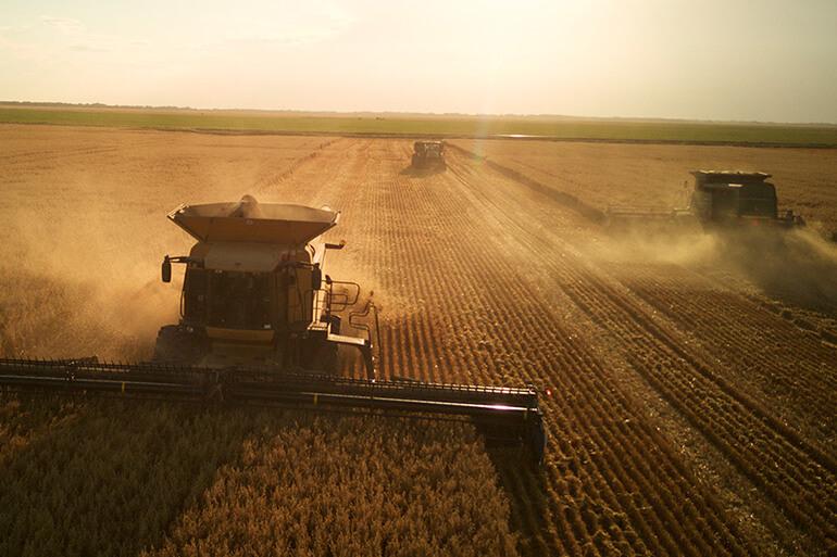 Three combine tractors harvesting oats as the sun sets on the field.