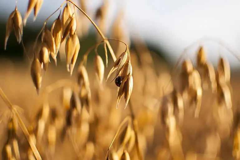 Close up of oat plants in a field, with a ladybug resting on one of the seeds.