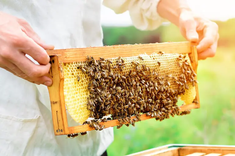 Beekeeper holding a hive box panel covered with honeycomb and bees.