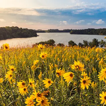 Flowers in a field and a lake in the background.