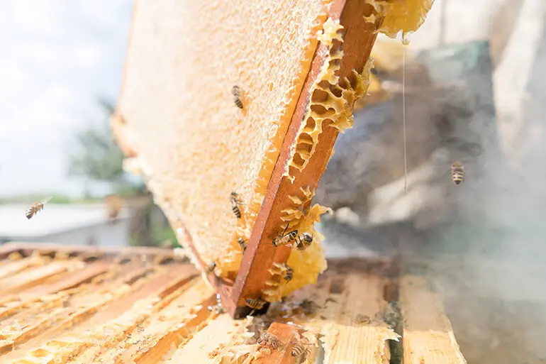 A panel filled with honeycomb that has been removed from a hive.